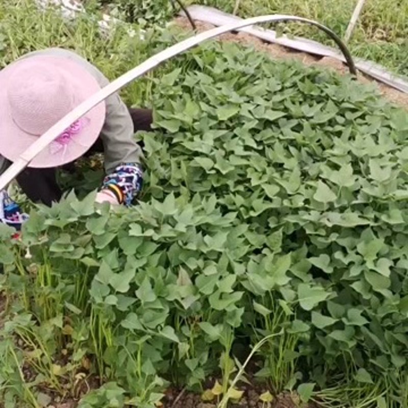红薯种苗价格波动大，如何选好苗？