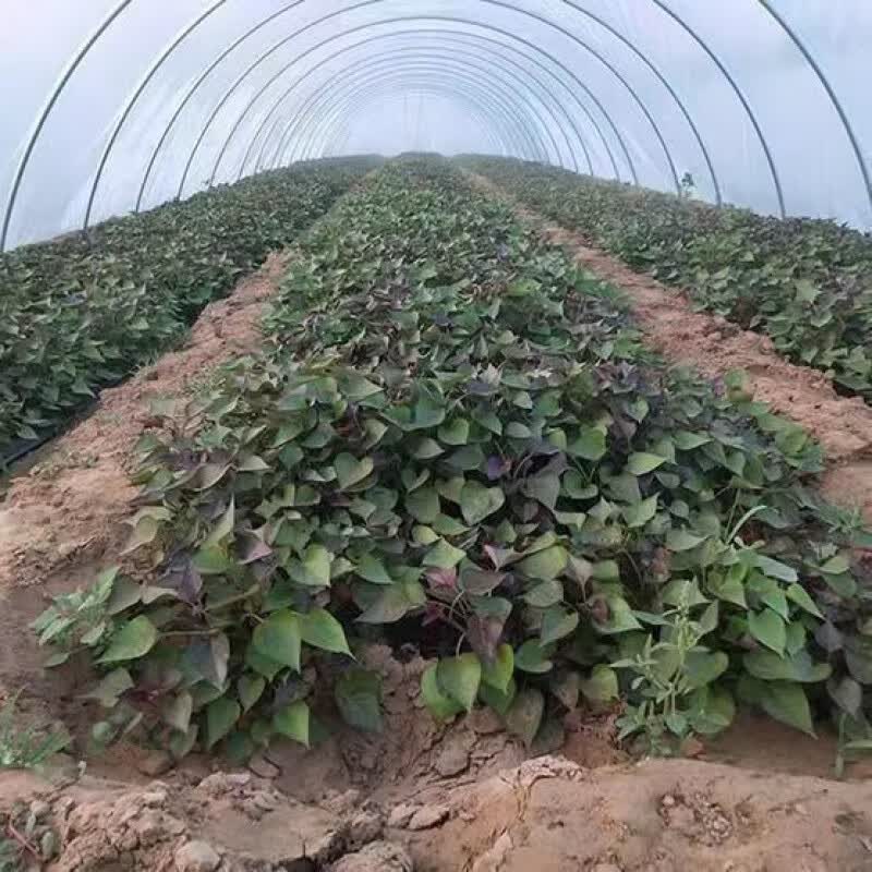 红薯种苗怎样培育？这是一个关键问题，对于红薯种植者来说至关重要。